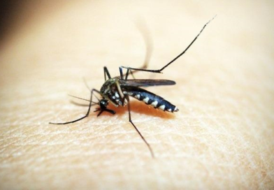 Aumentan casos de dengue en Norte de Santander: reportados más de 2.500 casos en lo que va del año, según el IDS