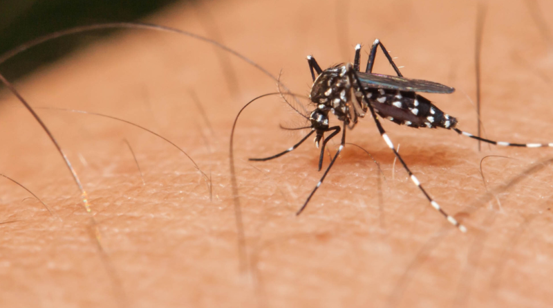 Aumento en los casos de dengue a nivel mundial